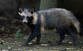 Image result for Dog Raccoon Mix