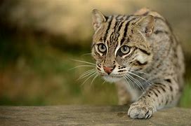 Image result for Fishing Cat Breed