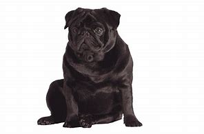 Image result for Black Pug Pan Ting