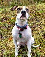 Image result for Rat Terrier Pitbull Mix