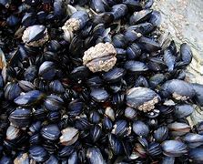 Image result for Mussel