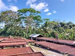 Image result for Cocoa Tree Grenada