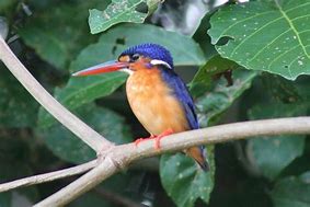 Image result for Blue Kingfisher In Borneo Rainforest