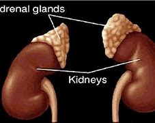 Image result for Where Are Adrenal Glands