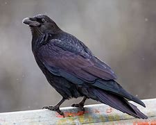 Image result for Most Graceful Raven in the World