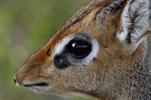 Image result for Dik Dik Eyes