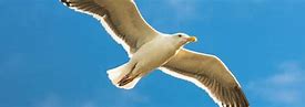 Image result for Seagull PMG