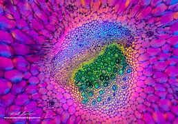 Image result for Microscopic Photography