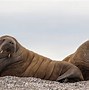 Image result for Walrus Rhyme