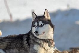 Image result for Snow Husky