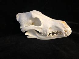 Image result for Grey Wolf Skull