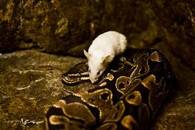 Image result for Snake vs Mouse