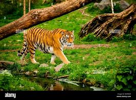 Image result for Alamy Tiger