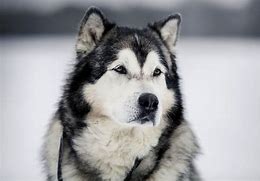 Image result for Black Malamute