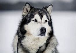 Image result for Perro Malamute