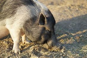 Image result for Agressive Dog Mohawk