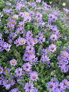 Image result for Aster October Skies