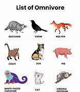 Image result for Chicken Omnivore