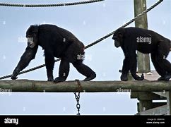 Image result for Chimp Taxonomy