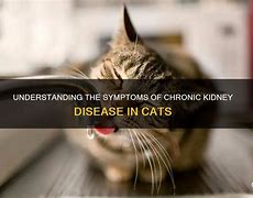 Image result for Cat Kidney Disease Symptoms