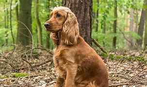 Image result for Small Cocker Spaniel Breeds