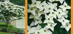 Image result for Kousa Dogwood