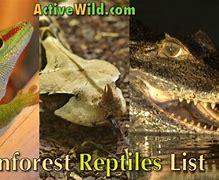 Image result for Rainforest Reptiles