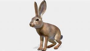 Image result for Young Hare Copy