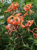 Image result for Lilium Tigrinum