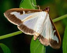 Image result for Box Tree Moth Eggs QTY