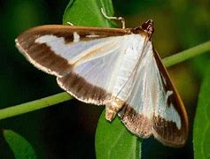 Image result for Box Moth Eggs