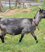 Image result for Legend of Zelda Goat Lady