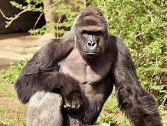 Image result for Cheeto That Looks Like Harambe