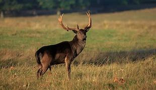 Image result for Melainaic Deer