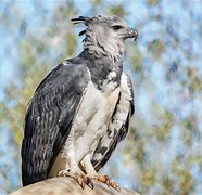 Image result for Harpy Eagle Beak