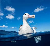 Image result for Fluffy Baby Albatross