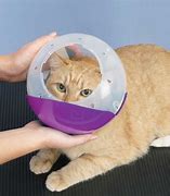 Image result for Clam Shell Cat Restraint