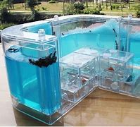 Image result for Real Ant Farm