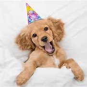 Image result for Happy Birthday Dog Puns