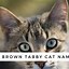 Image result for tabby cat kitten names