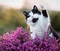 Image result for Spring Cat Screensavers