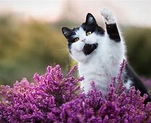 Image result for Spring Cat Screensavers