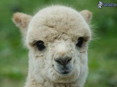 Image result for Lama Magarsa Image