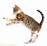 Image result for Cat Chases String