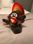 Image result for French Bulldog Thanksgiving