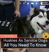 Image result for Husky Service Dog