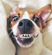 Image result for Dog with Human Smile