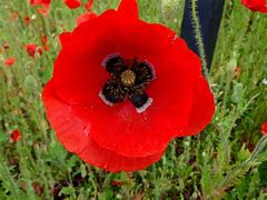 Image result for One Poppy Flower