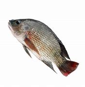 Image result for King Fish Tilapia