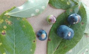 Image result for Blueberry Bush Diseases